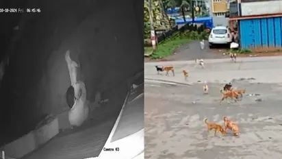 chikkamagaluru: ಕಾಫಿನಾಡಲ್ಲಿ ಕಾಮುಕ, ಬೀದಿನಾಯಿಗಳ ಜೊತೆ ಸೆಕ್ಸ್!