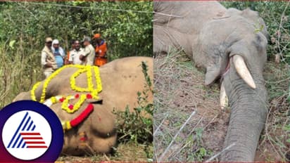 ಕಾಫಿನಾಡಲ್ಲಿ ಮುಂದುವರಿದ ಕಾಡಾನೆಗಳ ಮರಣಮೃದಂಗ; ಮೆಸ್ಕಾಂ ನಿರ್ಲಕ್ಷ್ಯಕ್ಕೆ ಮತ್ತೆರಡು ಬಲಿ!