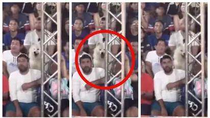 'അല്ല ഇതിപ്പോ...', ടെന്നീസ് മത്സരത്തിനിടെ ചീറി പായുന്ന ബോളില്‍ കണ്ണുറപ്പിച്ച് നായയും മനുഷ്യരും; വീഡിയോ വൈറല്‍ 