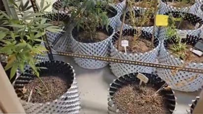 Foreign seeds, AC temperature: Man arrested for growing ganja in balcony of Noida flat (WATCH)