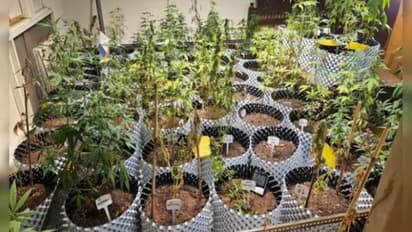 വെബ് സീരിസ് കണ്ടും നെറ്റിൽ പരതിയും പഠിച്ചു; ഗ്രോ ലൈറ്റുകളും എസിയുമൊക്കെ വെച്ച് വൻ സെറ്റപ്പിൽ കഞ്ചാവ് കൃഷി