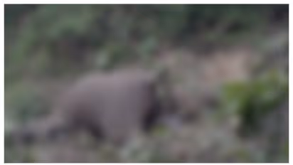 ചോലയിലിറങ്ങിയ കുഞ്ഞിനെ രക്ഷിക്കാനിറങ്ങി; പാറയിൽ നെഞ്ചിടിച്ച് ദാരുണാന്ത്യം; സങ്കടക്കാഴ്ചയായി ആനയും കുഞ്ഞും