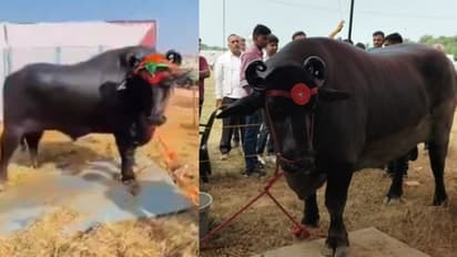 23 करोड़ का भैंसा! पुष्कर मेले का नया स्टार, जानिए अनमोल की कहानी