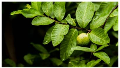 പേരയിലയിട്ട് തിളപ്പിച്ച വെള്ളം കൊണ്ട് മുടി കഴുകുന്നത് പതിവാക്കൂ, കാരണം