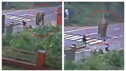 പീരുമേട്ടിൽ ബസ് കാത്തുനിന്ന സ്കൂൾ വിദ്യാർത്ഥികൾക്ക് നേരേ പാഞ്ഞടുത്ത് കാട്ടാന; ദൃശ്യങ്ങൾ പുറത്ത്