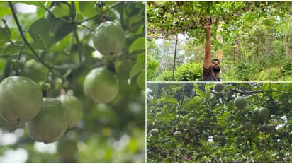 ഇടവേളയില്ലാതെ ഫലവും പണവും, 5 സെന്റിൽ മുതൽ അഞ്ചേക്കറിൽ വരെ; പാഷൻഫ്രൂട്ട് കൃഷി വ്യാപിപ്പിച്ച് ഹൈറേഞ്ചിലെ കർഷകർ