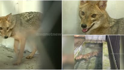 തിരുവനന്തപുരം മൃഗശാലയിൽ 9 പുതിയ അതിഥികൾ; കഴുതപ്പുലി മുതൽ മഗർ മുതല വരെ എത്തിയത് ശിവമോഗയിൽ നിന്ന്