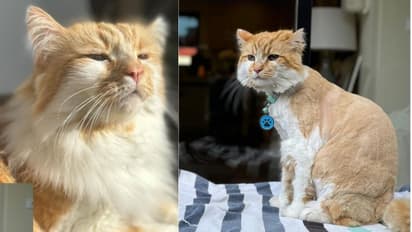 ಅಬ್ಬಬ್ಬಾ... ಪ್ರೀತಿಯ ಬೆಕ್ಕಿಗೆ 1.5 ಲಕ್ಷ ರೂಪಾಯಿ ಕೊಟ್ಟು ಹೇರ್‌ಕಟ್‌ ಮಾಡಿಸಿದ ಮಾಜಿ ಕ್ರಿಕೆಟಿಗ!