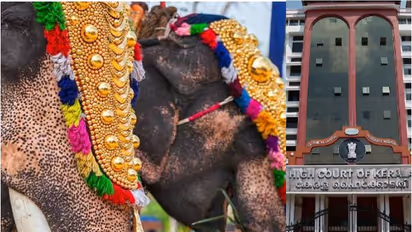 ആന എഴുന്നള്ളിപ്പ്; സുപ്രധാന മാർഗ നിർദേശവുമായി ഹൈക്കോടതി; 'തുടർച്ചയായി 3 മണിക്കൂറിൽ കൂടുതൽ ആനകളെ നിർത്തരുത്'