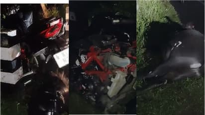 രാത്രിയിൽ റോഡിലൂടെ അലഞ്ഞുതിരിഞ്ഞ പോത്തിനെ ഇടിച്ച് ബൈക്ക് യാത്രികര്ക്ക് ഗുരുതര പരിക്ക്