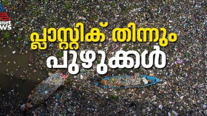 ഒഴിവാകുമോ ആ മാലിന്യ കൂമ്പാരം? പ്ലാസ്റ്റിക്കിനെ ഭക്ഷിക്കുന്ന പുഴുക്കളെ കണ്ടെത്തി