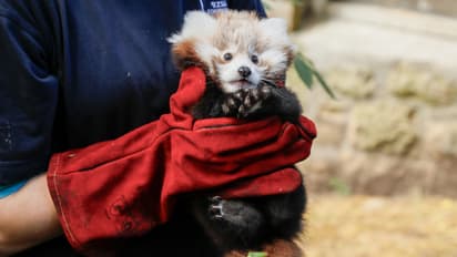 3ാം മാസത്തിൽ അമ്മ മരിച്ചിട്ടും പിടിച്ച് നിന്നു, വെടിമരുന്ന് പ്രയോഗം ജീവനെടുത്തു, റോക്സിയുടെ മരണത്തിൽ മൃഗശാല