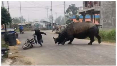 തെരുവിലേക്ക് ഓടിക്കയറിയത് കണ്ടാമൃഗം, കണ്ട് നിന്നവര് ഓടിത്തള്ളി; വീഡിയോ വൈറല്