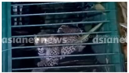 ചിതൽവെട്ടിക്കാർക്ക് ഇനി ആശ്വാസത്തോടെ ഉറങ്ങാം; ഭീതി പരത്തിയ 5 വയസുള്ള പെൺപുലി വനംവകുപ്പിന്റെ കെണിയിൽ