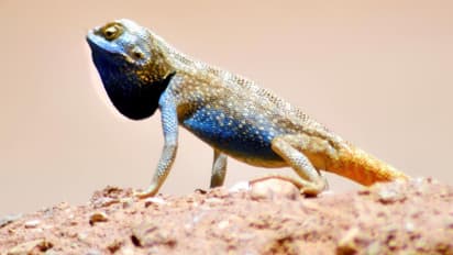 ശാസ്ത്രനാമം‘ട്രാപെലസ് സാവിഗ്നി’; ഇണചേരൽ സമയം പെൺപല്ലികളെ ആകർഷിക്കാൻ നീല നിറം, അപൂർവ ഇനം പല്ലികളെ കണ്ടെത്തി