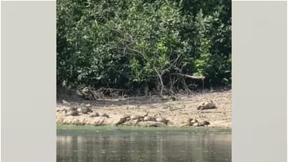 വന്ന ബോട്ട് മറുകരയിലെത്തി, തിരിച്ചു വരാൻ മാർഗമില്ല, പരിശോധനയ്ക്ക് പോയ റവന്യൂ ഉദ്യോഗസ്ഥർ തുരുത്തിൽ കുടുങ്ങി  