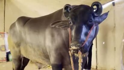 ಈ ದಷ್ಟಪುಷ್ಟ ಕೋಣದ ಬೆಲೆ 10 ಬೆಂಜ್ ಕಾರಿಗೆ ಸಮ; ಇದರ ಐಷಾರಾಮಿ ಜೀವನ ಯಾವ ಸ್ಟಾರ್ಗಿಂತಲೂ ಕಡಿಮೆ ಇಲ್ಲ