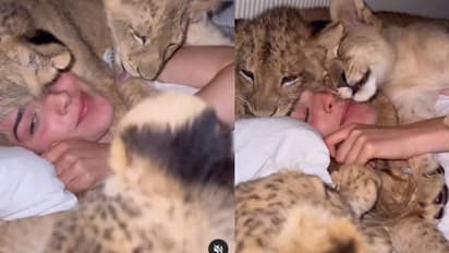 അവിശ്വസനീയം, യുവതിക്കൊപ്പം കിടക്കയിലുള്ളത് നാല് സിംഹക്കുഞ്ഞുങ്ങൾ, വീഡിയോ കണ്ട് ഞെട്ടി നെറ്റിസൺസ്