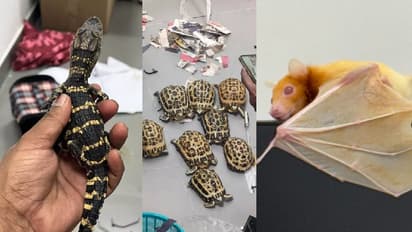 ಕೆಂಪೇಗೌಡ ಏರ್ಪೋಟ್​ನಲ್ಲಿ ಪ್ರಯಾಣಿಕನ ಬ್ಯಾಗ್​ನಲ್ಲಿ ಇಲಿ, ಹಲ್ಲಿ, ಆಮೆ ಪತ್ತೆ: ಇಬ್ಬರ ಬಂಧನ!