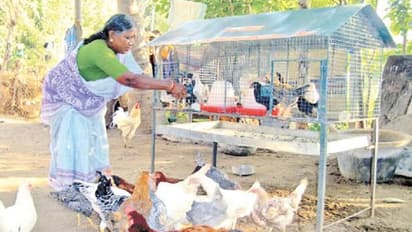 கை நிறைய வருமானம்.! நாட்டுக்கோழி வளர்க்க மானியம்.! பெண்களுக்கான சூப்பர் திட்டம்- விண்ணப்பிப்பது எப்படி.?