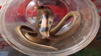 ഈ അബദ്ധങ്ങൾ പാമ്പുകളെ വീട്ടിലേക്ക് ക്ഷണിച്ചു വരുത്തും; ശ്രദ്ധിക്കൂ