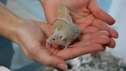 എലികളെ കൊണ്ട് നിറഞ്ഞു, സഹായിക്കണം; പ്രത്യേകതരം സഹായാഭ്യർത്ഥനയുമായി മൃഗസംരക്ഷണകേന്ദ്രം