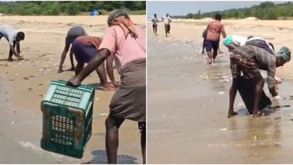 തീരത്ത് പറക്കണത് കണ്ടാ! കൂയ്... ഓടിവായോ... മക്കളെ പെട്ടിയിൽ വാരിയിട്ട് കോരെടാ; പെടക്കണ മത്തി പഞ്ചവടി ബീച്ചിൽ