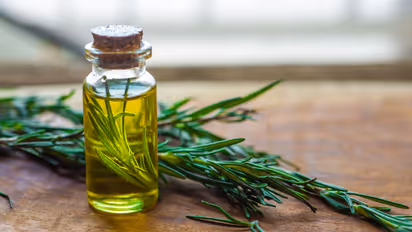 തലമുടി കൊഴിച്ചിൽ മാറ്റാന്‍ റോസ്‌മേരി ഓയില്‍; ഉപയോഗിക്കേണ്ടത് ഇങ്ങനെ 