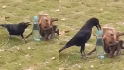 'ഇനി സമാധാനമായി മരിക്കാം, ആ കഥ സത്യമാണ് മക്കളേ'; കുപ്പിയിൽ കല്ലിട്ട് വെള്ളം കുടിക്കുന്ന കാക്ക