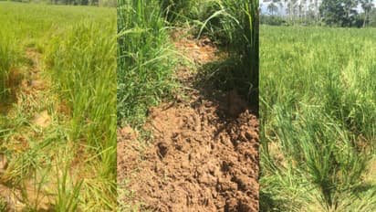 പാട്ടത്തിനെടുത്ത വയൽ, കൊയ്യാൻ ഒരു മാസം മാത്രം; വയനാട്ടിൽ 2.5 ഏക്കറിലെ നെല്ല് ചവിട്ടി മെതിച്ച് കാട്ടാനകൾ