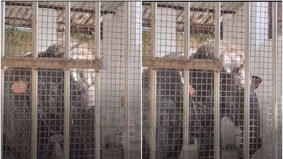 പാപ്പാനെ അടക്കം രണ്ട് പേരെ ക്ഷേത്രത്തിലെ ആന ചവിട്ടിക്കൊന്നു; ദാരുണ സംഭവം തൂത്തുക്കുടിയിൽ