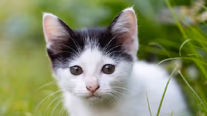 ಬೆಕ್ಕುಗಳು 'ಮಿಯಾಂವ್' ಅಂತ  ಕೂಗೋದ್ಯಾಕೆ? ವಿಜ್ಞಾನಿಗಳು ಹೇಳೋದೇನು? 