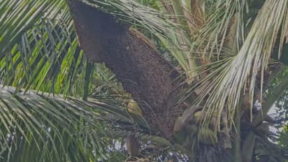 റോഡിലൂടെ നടന്നുപോകുമ്പോൾ കടന്നൽ കൂട്ടമായെത്തി; ഓടി വീട്ടിലേക്ക് കയറിയെങ്കിലും ആക്രമിച്ചു, 5 പേർക്ക് പരിക്ക്