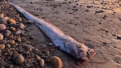 'കിരീടം പോലുള്ള ചിറകുകൾ, വെള്ളി നിറം', തീരത്തടിഞ്ഞത് 10 അടിയോളം നീളമുള്ള ഓർ മത്സ്യം, അപൂർവ്വമെന്ന് ഗവേഷകർ 