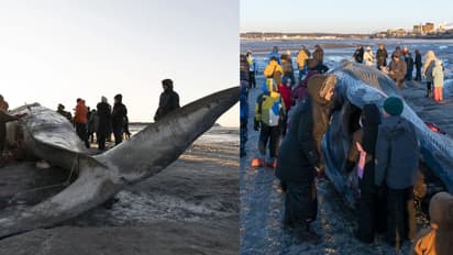പുറമേയ്ക്ക് പരിക്കില്ല, തീരത്ത് ചത്ത് അടിഞ്ഞത് വംശനാശ ഭീഷണി നേരിടുന്ന ചിറകൻ തിമിംഗലം