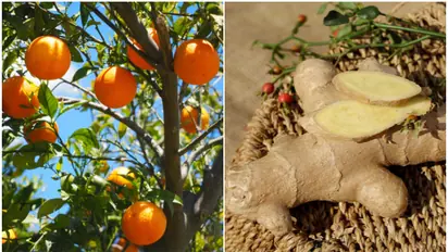 Winter Immunity: Oranges to Ginger; 6 superfoods for the cold season to keep flu away
