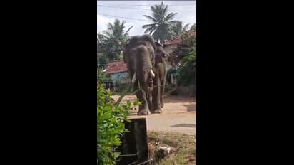 ಹಾಸನದ ಭೀಮ ಬಂದ ಓಡ್ರೋ ಓಡ್ರೋ; ಮೈಕ್ ಹಿಡಿದು ಸಾರುತ್ತಿರುವ ಅರಣ್ಯ ಇಲಾಖೆ ಸಿಬ್ಬಂದಿ!