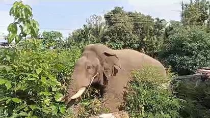 ಮಲೆನಾಡಲ್ಲಿ ಆನೆ ಹಾವಳಿ ತಡೆಗೆ ಆನೆ ವಿಹಾರಧಾಮ: ದೇಶದಲ್ಲೇ ಮೊದಲ ಯೋಜನೆ