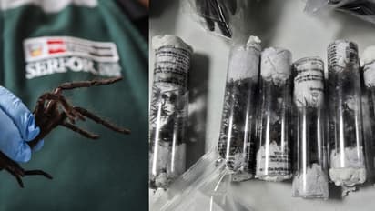 അസാധാരണമായി വീർത്ത വയറുമായി യുവാവ്, കണ്ടെത്തിയത്, ചെറുകുപ്പികളിൽ വിഷചിലന്തികളും സിപ്ലോക്ക് കവറിൽ പഴുതാരകളും