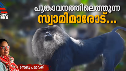 പൂങ്കാവനത്തിന്‍റെ വിശുദ്ധിയും സിംഹവാലന്‍ മക്കാക്കുകളുടെ സംരക്ഷണവും  