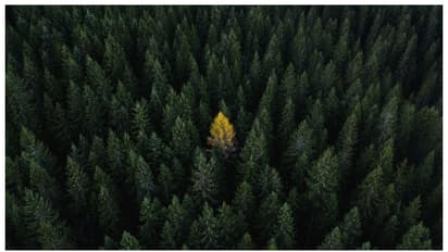 90 ദശലക്ഷം വര്‍ഷം മുമ്പ് അന്‍റാര്‍ട്ടിക്ക ഒരു മിതശീതോഷ്ണ വനമായിരുന്നെന്ന് കണ്ടെത്തൽ