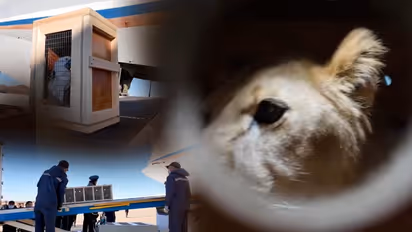 North Korea's troops bolster Russia, get African lion and bears in exchange (WATCH)