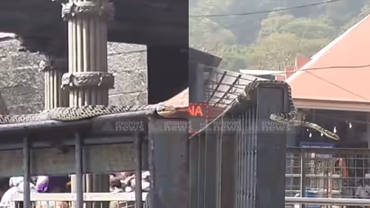 ശബരിമല സന്നിധാനത്ത് പതിനെട്ടാം പടിയ്ക്ക് സമീപം പാമ്പ്; പരിഭ്രാന്തരായി അയ്യപ്പ ഭക്തര്‍, പിടികൂടി കാട്ടിൽ വിട്ടു