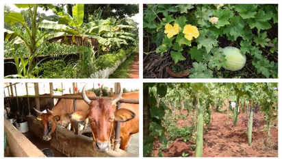 5 ടൺ പച്ചക്കറി, അരടൺ പൂക്കൾ, 5000 രൂപയുടെ വാഴയില, 2000 ലിറ്റർ പാൽ; വിയ്യൂർ ജയിലിലെ കൃഷി വിശേഷങ്ങളിലേക്ക്