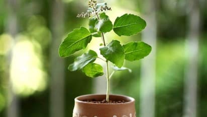 டெய்லி இரண்டு துளசி இலை சாப்பிடுங்க; என்னென்ன நன்மைகள் கிடைக்கும் தெரியுமா?