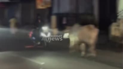 കാഞ്ഞിരപ്പള്ളിയിൽ അറവുശാലയിലെത്തിച്ച കാള വിരണ്ടോടി: സ്കൂട്ടർ യാത്രികനെ ഇടിച്ചിട്ടു; 67കാരന് പരുക്ക്