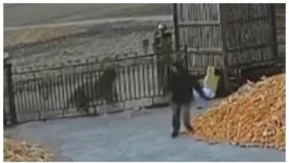 കര്ഷകന് നേരെ പാഞ്ഞടുത്ത് സൈബീരിയന് കടുവ, വഴി മുടക്കി ഗേറ്റ്; വീഡിയോ വൈറല്