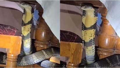 വീട്ടിലെ ഡൈനിങ് ടേബിളിന്റെ അടിയിൽ ഒളിച്ചിരുന്ന രാജവെമ്പാല, വനം വകുപ്പ് ഉദ്യോഗസ്ഥരെത്തി പിടികൂടി