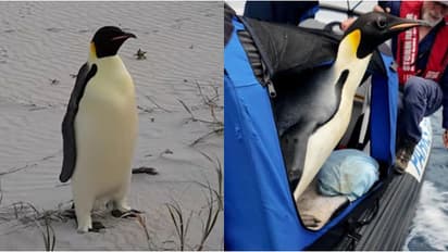 അന്റാർട്ടിക്കയിൽ നിന്നൊരു സോളോ ട്രിപ്, ഗസ് നീന്തിയെത്തിയത് 3600 കിമീ, 20 ദിവസത്തെ ചികിത്സക്ക് ശേഷം തിരിച്ചു