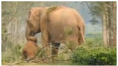 മരിച്ച കുഞ്ഞിനെ ഉണർത്താന്‍ ശ്രമിക്കുന്ന അമ്മയാന; ഹൃദയം നുറുങ്ങുന്ന കാഴ്ചയെന്ന് സോഷ്യല്‍ മീഡിയ 